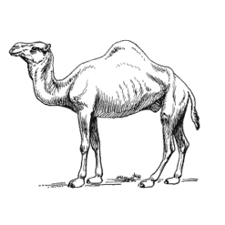 Kameel