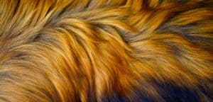 hond vacht oranjebruin